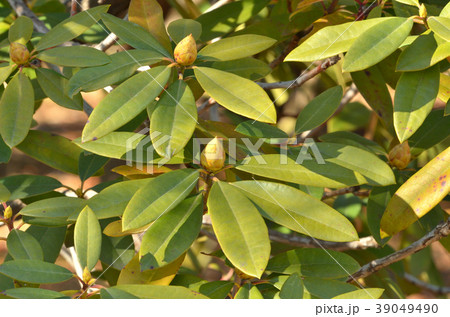 樹木：セイヨウシャクナゲ　ツツジ科 39049490