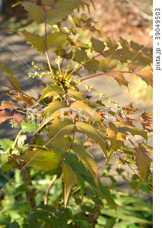 樹木:ヒイラギナンテン メギ科 樹木:ヒイラギナンテン メギ科 39049503