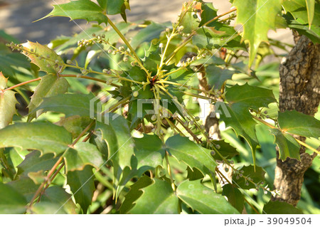 樹木:ヒイラギナンテン メギ科 樹木:ヒイラギナンテン メギ科 39049504