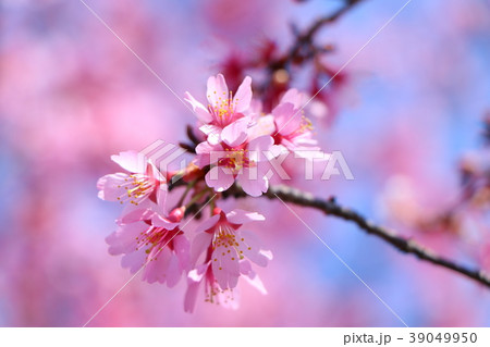 オカメ桜 39049950