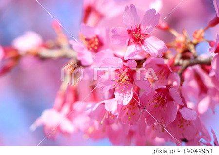 オカメザクラ 39049951
