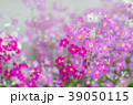 サクラソウ 39050115
