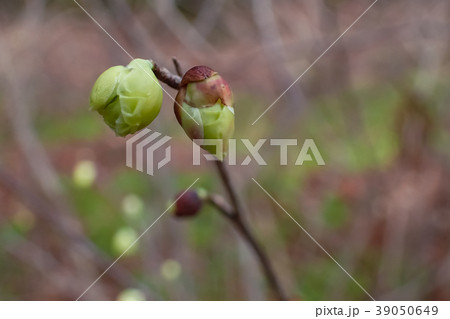 日向水木 39050649