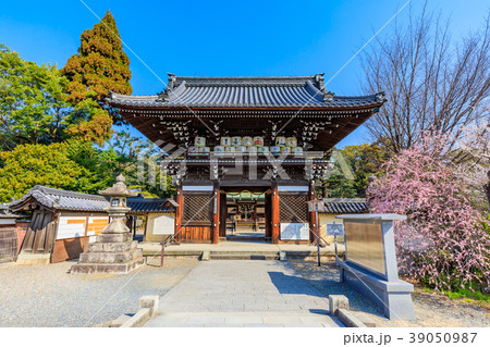 京都　春の梅宮大社 39050987