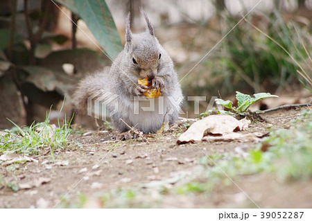 果物を食べるニホンリス 39052287
