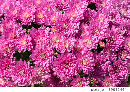 ポットマム・ピンク・たくさん 39052444