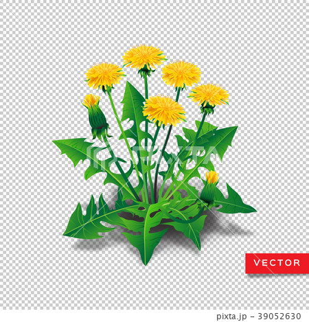 Vector dandelions isolated. Realistic yellow 39052630