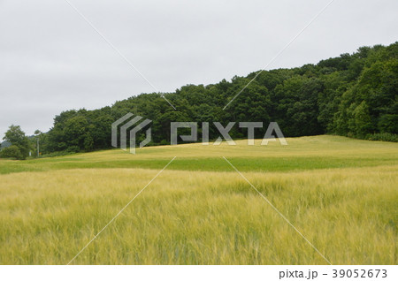 麦畑（北海道網走市） 39052673