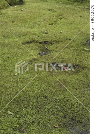 苔庭(仙巌園/鹿児島県鹿児島市吉野) 苔庭(仙巌園/鹿児島県鹿児島市吉野) 39052676