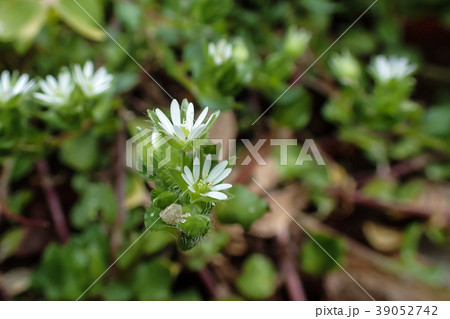 早春の花 39052742