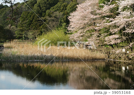 湖面に映る桜の花　大和市　泉の森 39053168