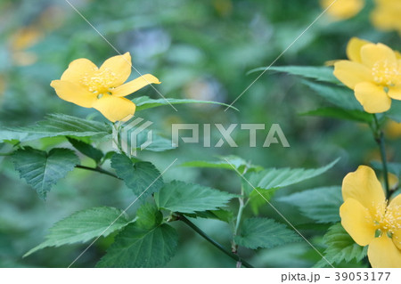 野いちごの花 39053177