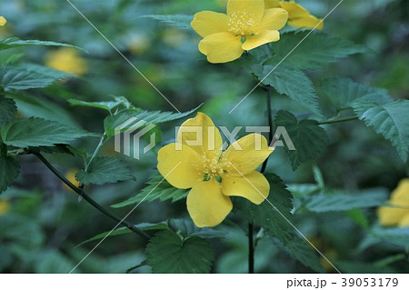 野いちごの花の写真素材
