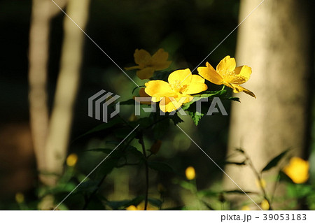 野いちごの花 野いちごの花 39053183