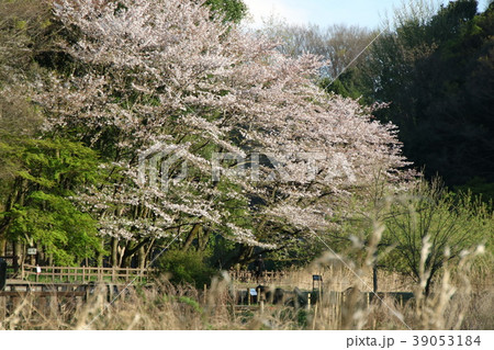 公園の桜の花 大和市 泉の森 公園の桜の花 大和市 泉の森 39053184