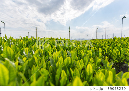 狭山茶の産地 39053239