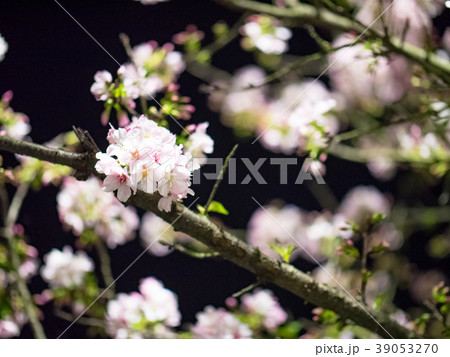 台湾 桜 さくら 39053270
