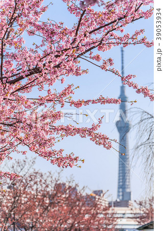 東京の春 隅田川堤防沿いの早咲きの桜並木 夕方 の写真素材