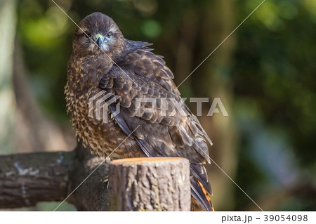 モモアカノスリ モモアカノスリ 39054098