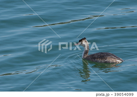 カンムリカイツブリ遊弋 39054099