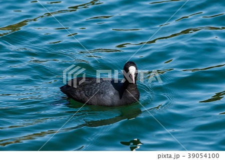 オオバン 39054100