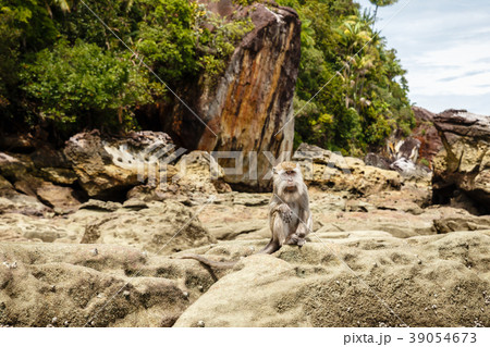 monkey sits on rocks on the island of Borneo 39054673