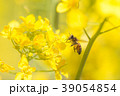 河津町のポリネーター 39054854
