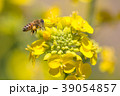 河津町のポリネーター 39054857