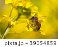 河津町のポリネーター 39054859