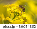 河津町のポリネーター 39054862