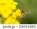 河津町のポリネーター 39054865