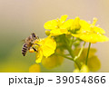 河津町のポリネーター 39054866