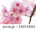 河津桜 39054894