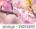 ポリネーター 39054895