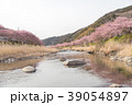 河津桜 39054897