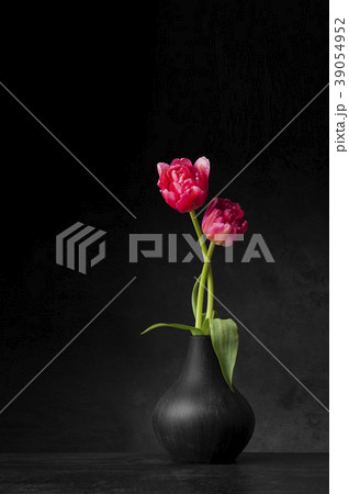 黒バックに二本のチューリップ 39054952
