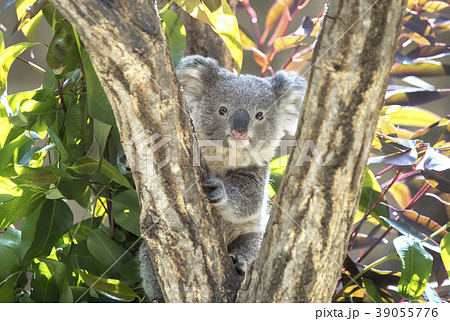 コアラの赤ちゃん コアラの赤ちゃん 39055776