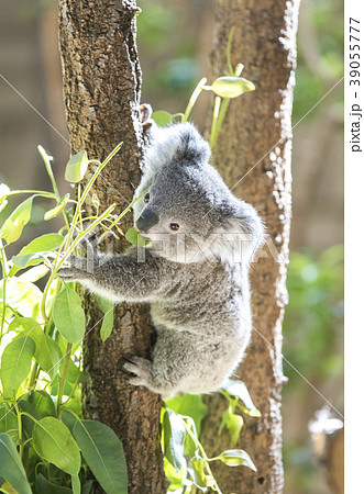 コアライメージ ユーカリの葉っぱを食べるコアラの赤ちゃんの写真素材
