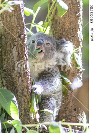 コアラ ユーカリの葉っぱを食べるコアラの赤ちゃんの写真素材