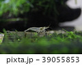 ミナミヌマエビ 39055853