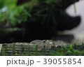 ミナミヌマエビ 39055854