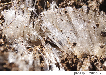 しもばしら(霜柱) しもばしら(霜柱) 39055870