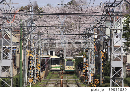 飛鳥山公園の桜と新旧の都電 39055889