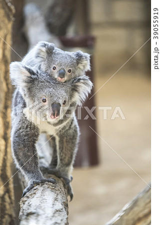 赤ちゃんコアラをおんぶする母コアラの写真素材 [39055919] - PIXTA