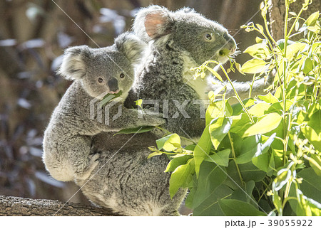 赤ちゃんコアラをおんぶする母コアラ 39055922