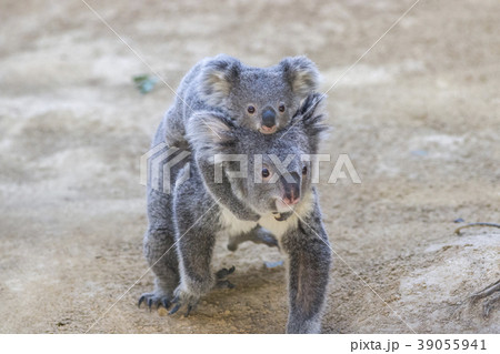赤ちゃんコアラをおんぶする母コアラ 39055941