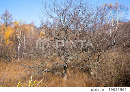 日光　関が原 39055965