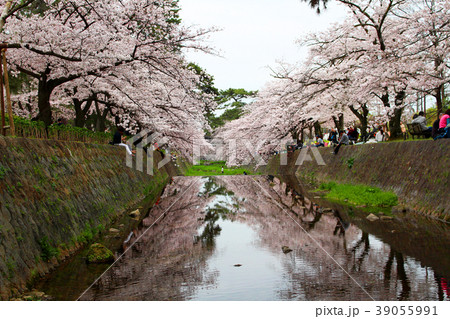 桜（神戸・夙川） 39055991