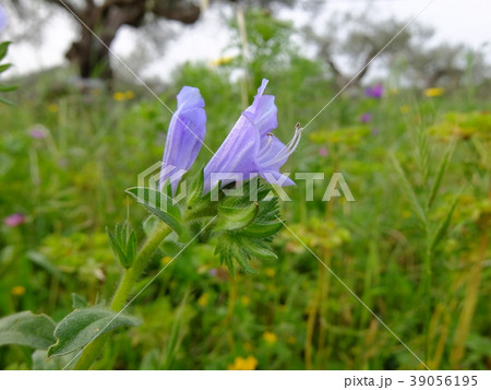 シャゼンムラサキの花 シャゼンムラサキの花 39056195