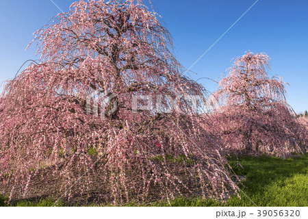 三重県 鈴鹿の森庭園鈴鹿の森庭園のしだれ梅の写真素材
